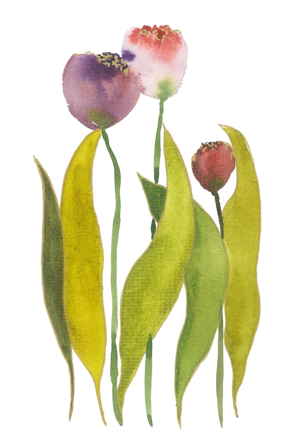 A watercolor painting of three tulips among long green leaves — one of the original works mailed to members